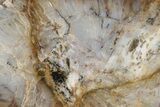 Polished Petrified Tropical Hardwood Slab - Texas #236533-1